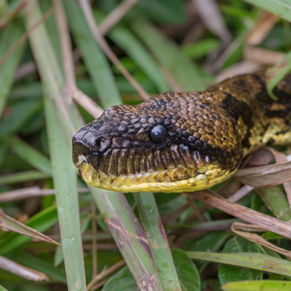 Andasibe - Malagasy tree boa